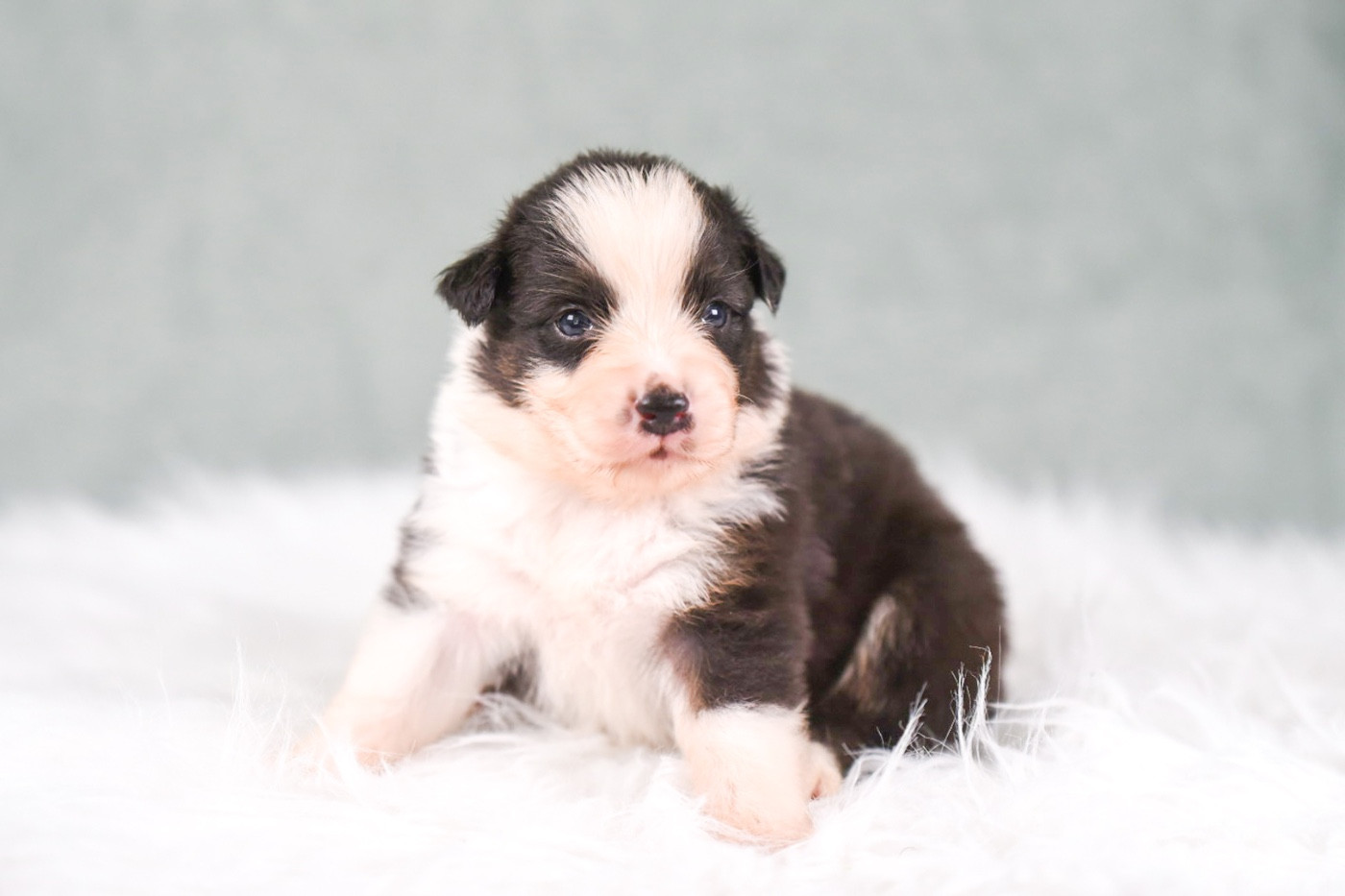 of go Fast Storm - Chiots disponibles - Berger Australien