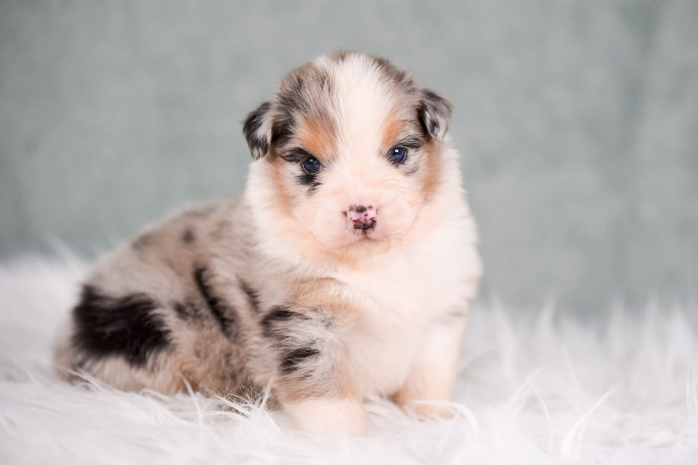 of go Fast Storm - Chiots disponibles - Berger Australien