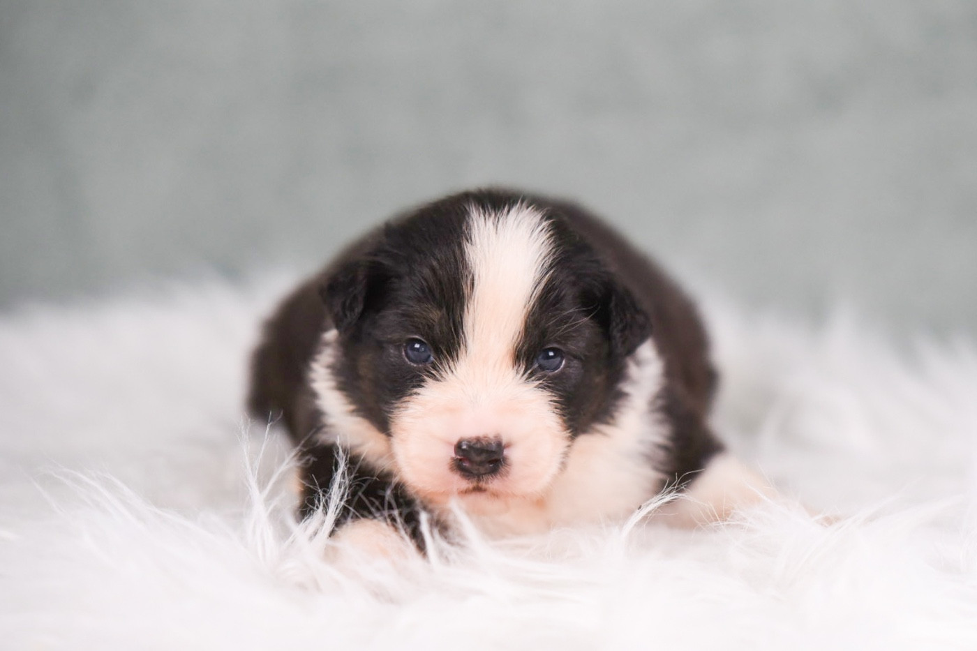 of go Fast Storm - Chiots disponibles - Berger Australien