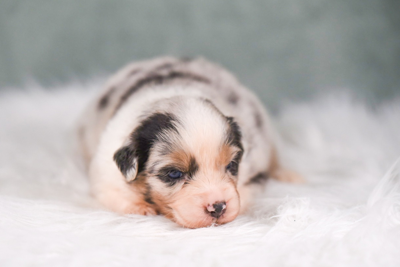 of go Fast Storm - Chiots disponibles - Berger Australien