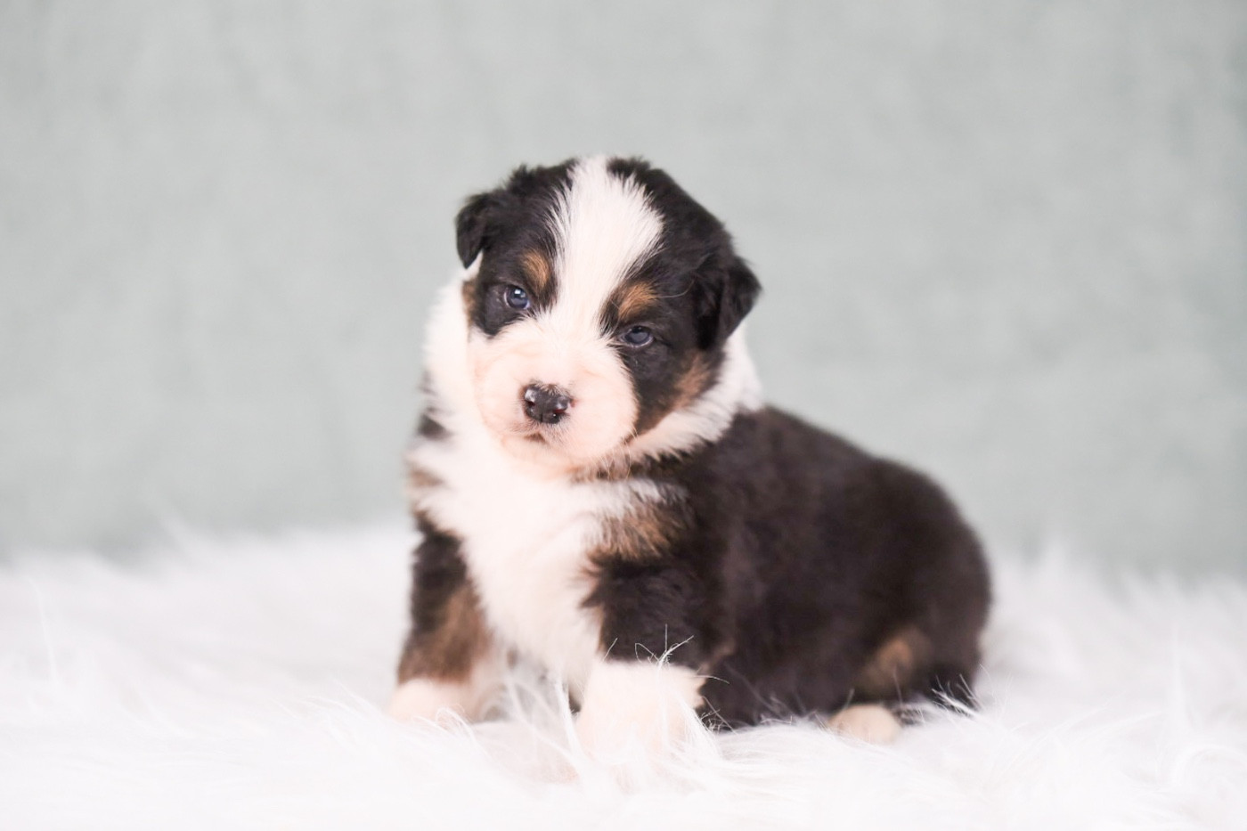 of go Fast Storm - Chiots disponibles - Berger Australien