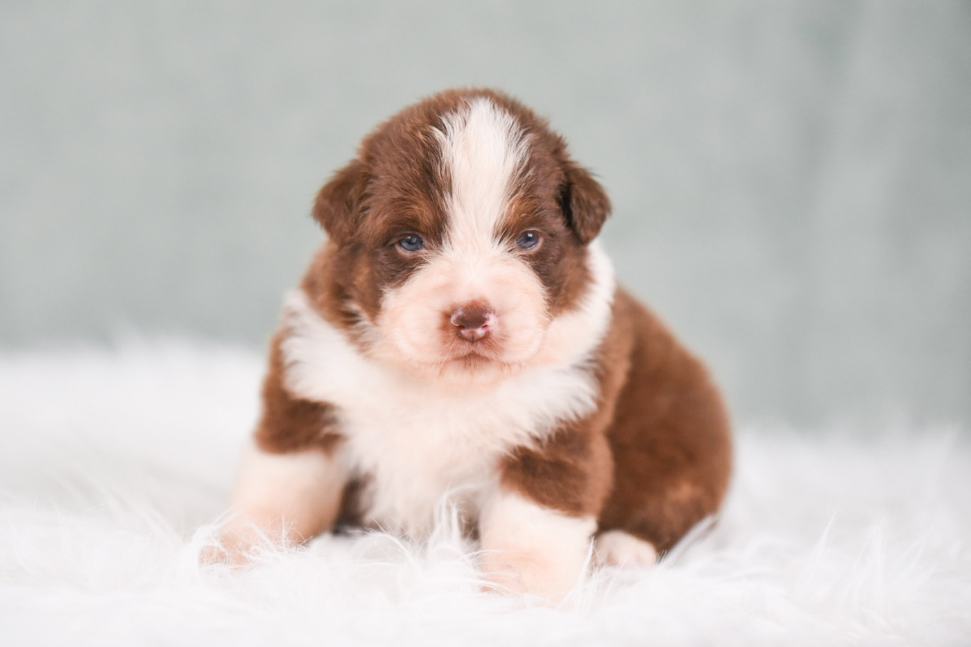 of go Fast Storm - Chiots disponibles - Berger Australien