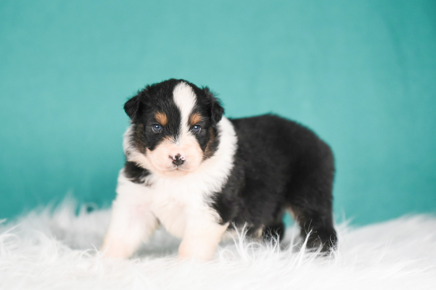 of go Fast Storm - Chiots disponibles - Berger Australien