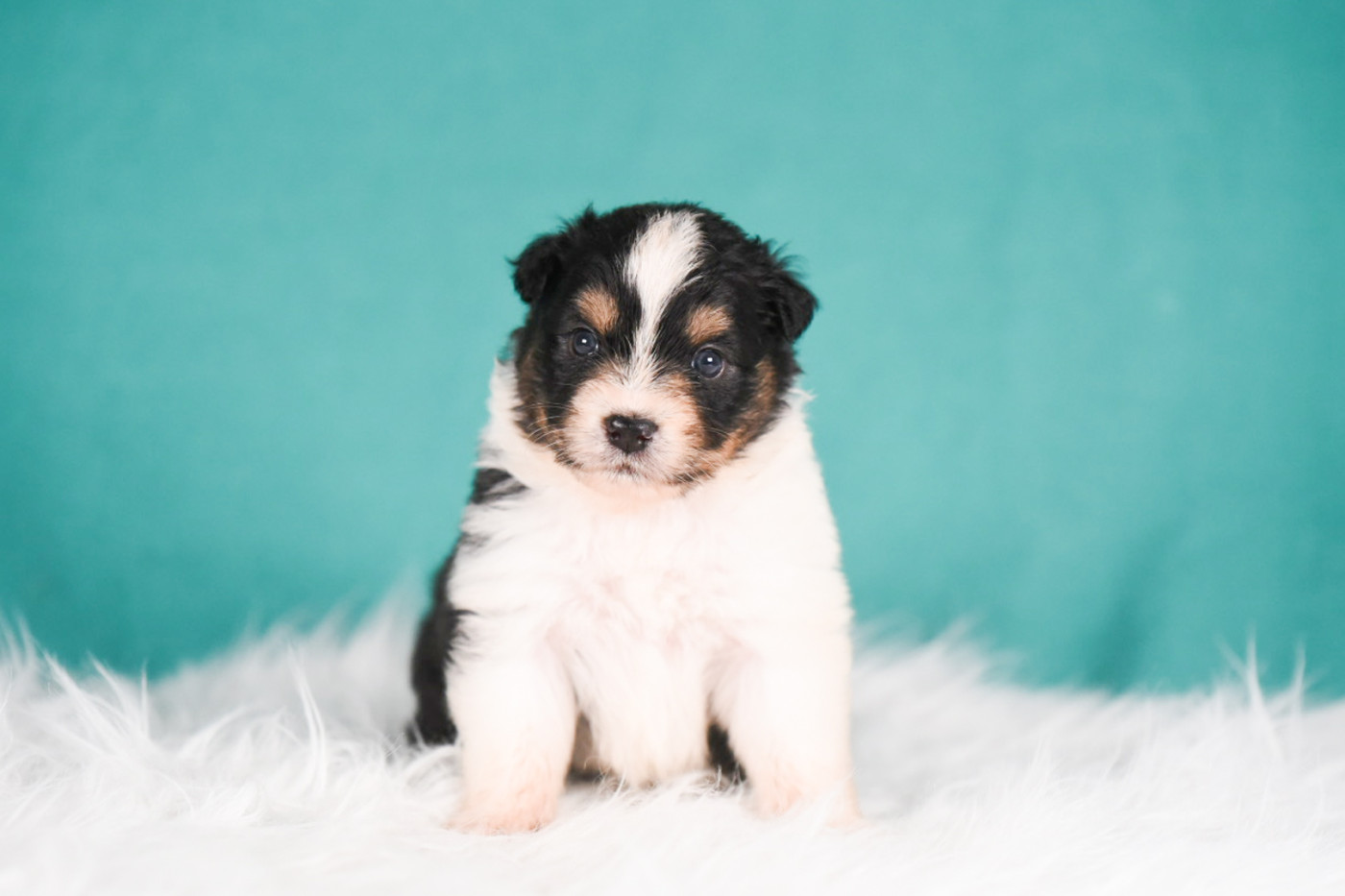 of go Fast Storm - Chiots disponibles - Berger Australien