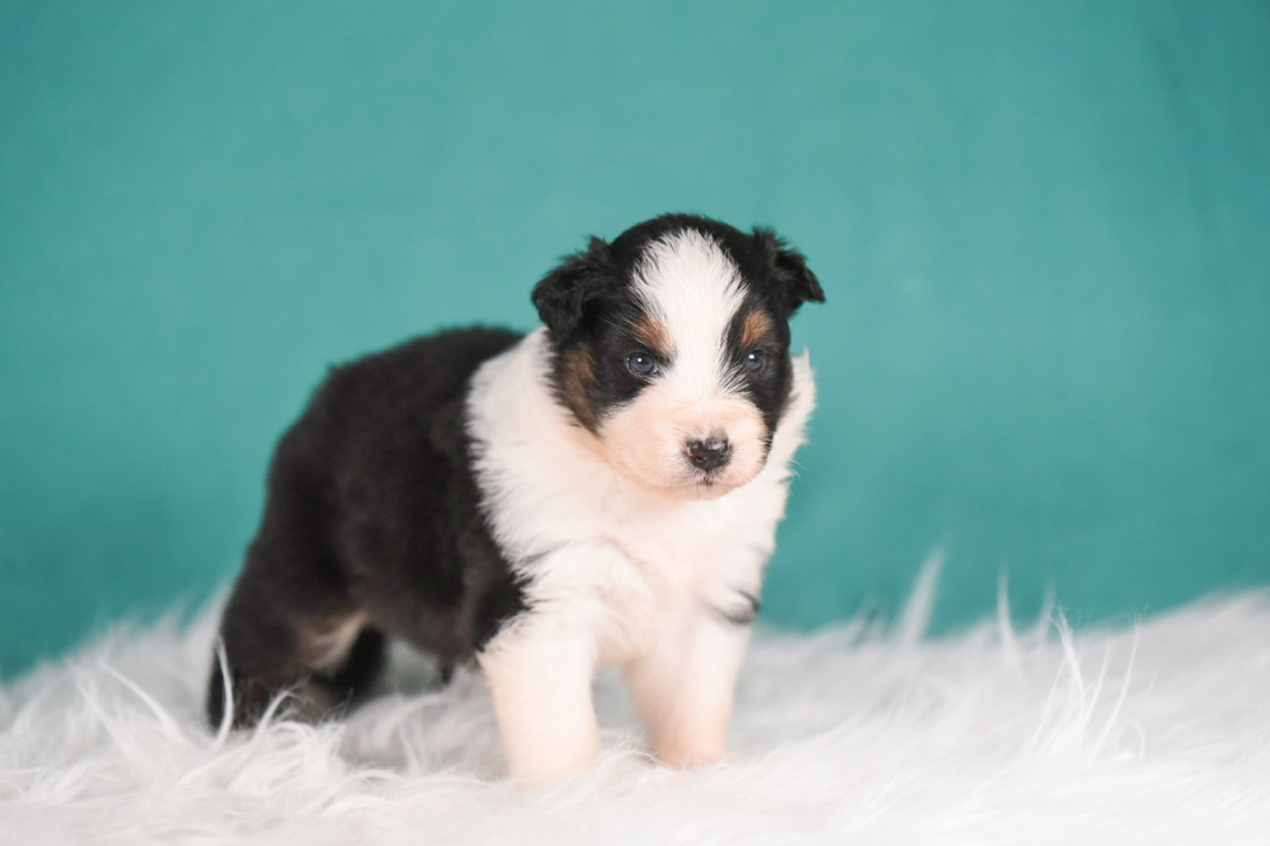 of go Fast Storm - Chiots disponibles - Berger Australien