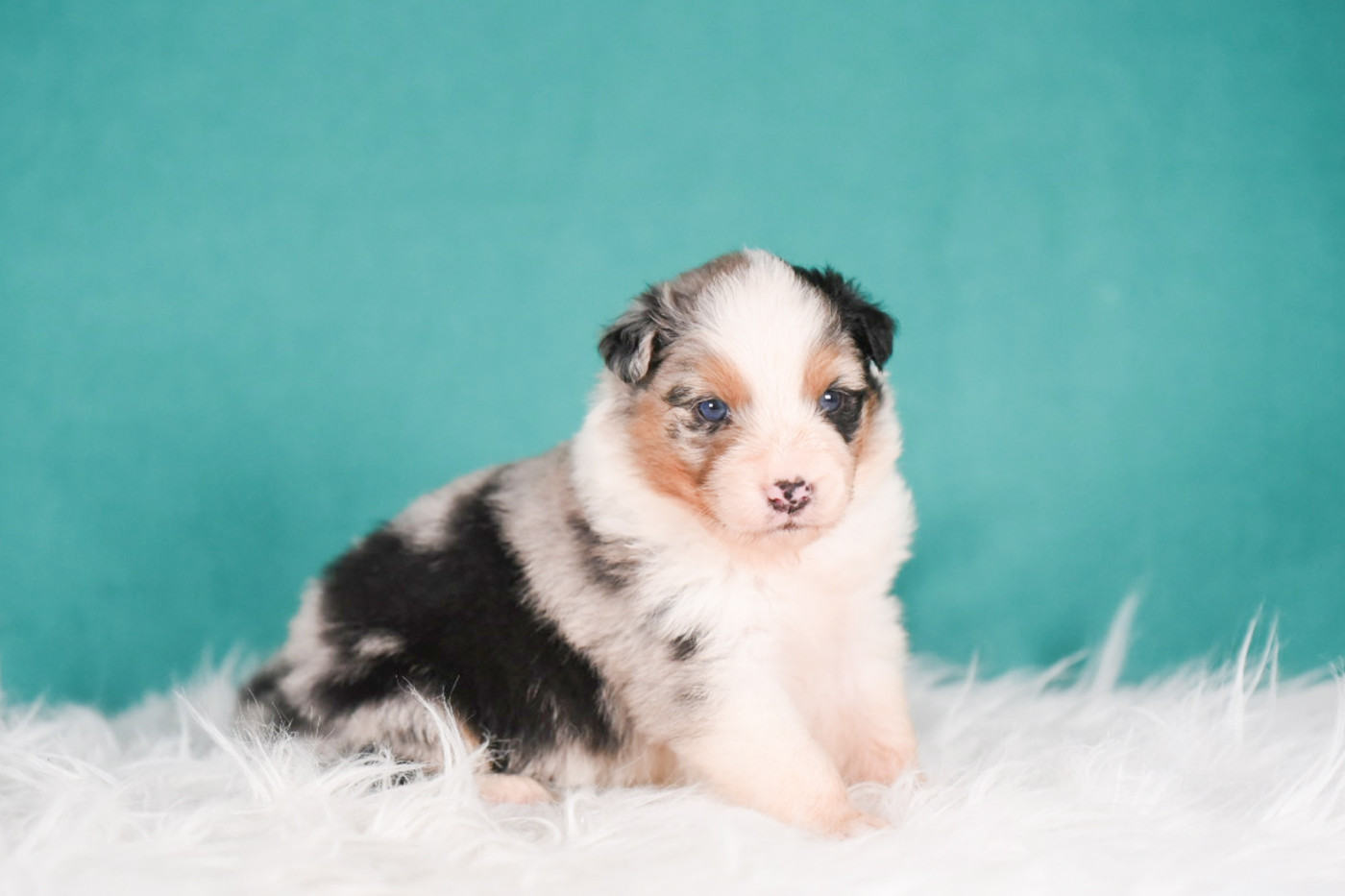of go Fast Storm - Chiots disponibles - Berger Australien