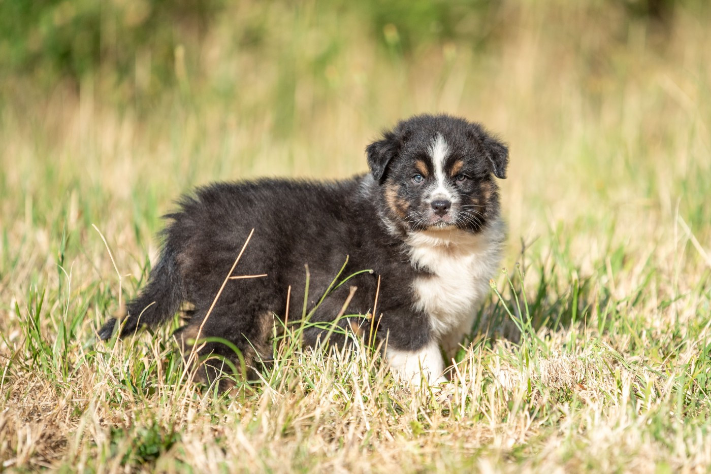of go Fast Storm - Chiots disponibles - Berger Australien
