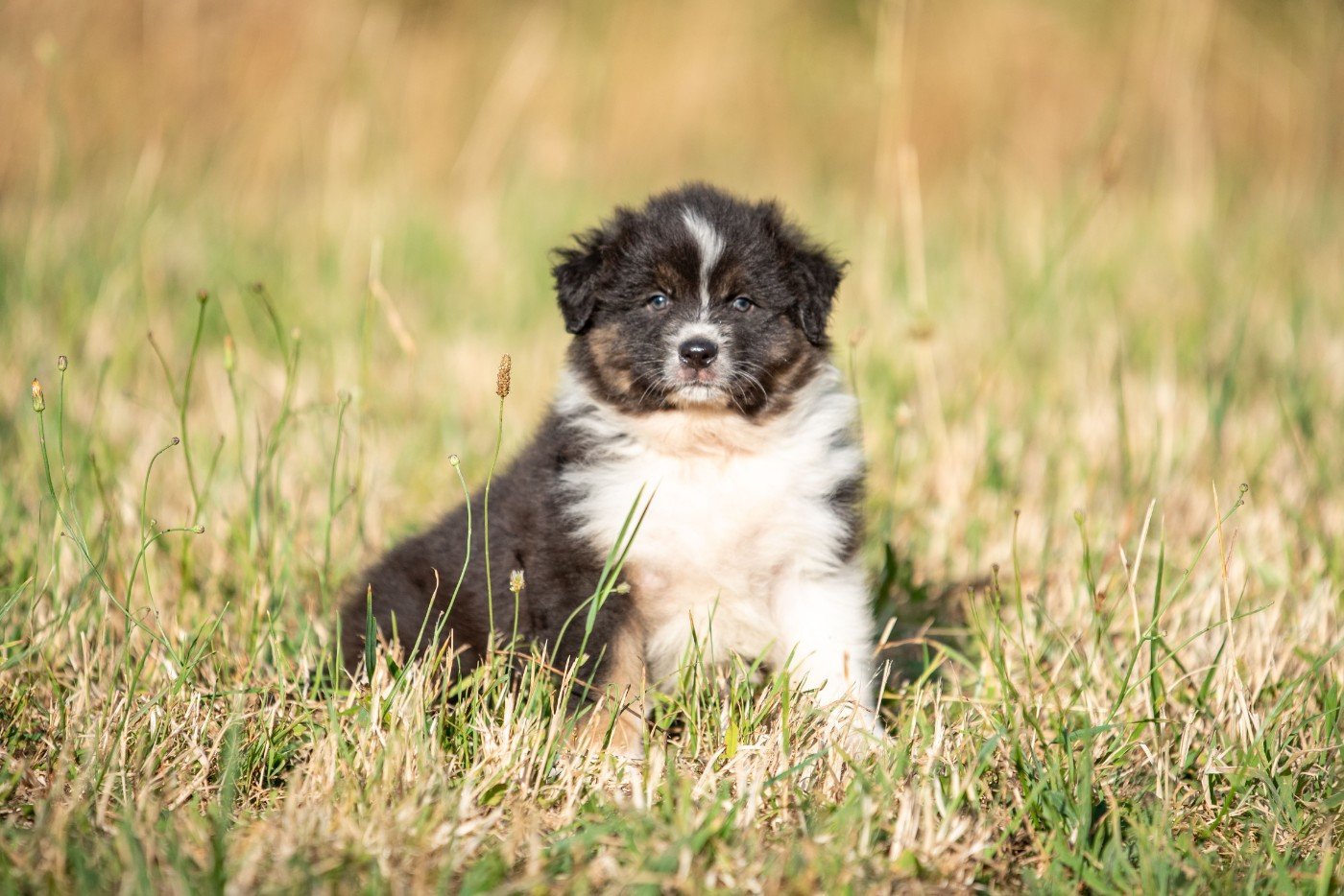 of go Fast Storm - Chiots disponibles - Berger Australien