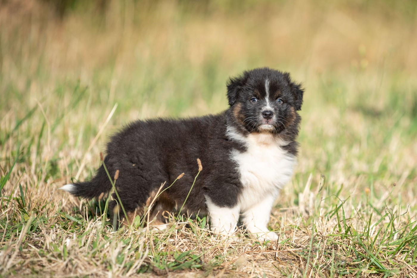 of go Fast Storm - Chiots disponibles - Berger Australien