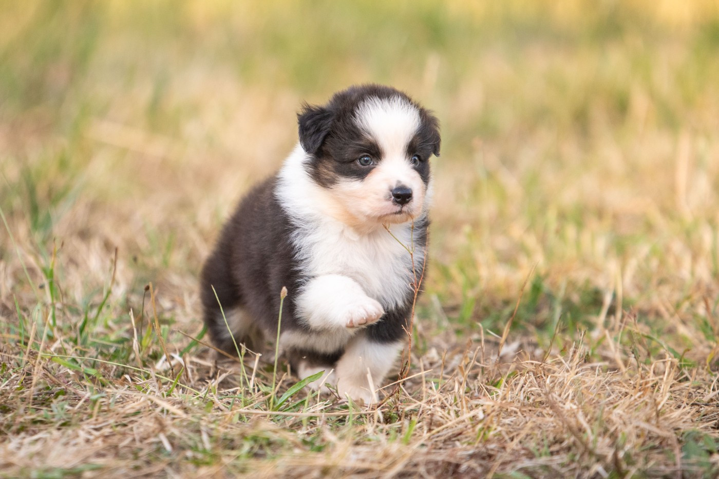 of go Fast Storm - Chiots disponibles - Berger Australien