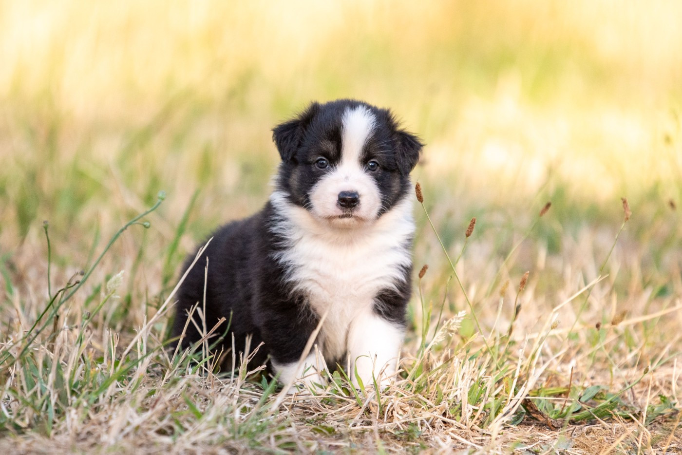 of go Fast Storm - Chiots disponibles - Berger Australien