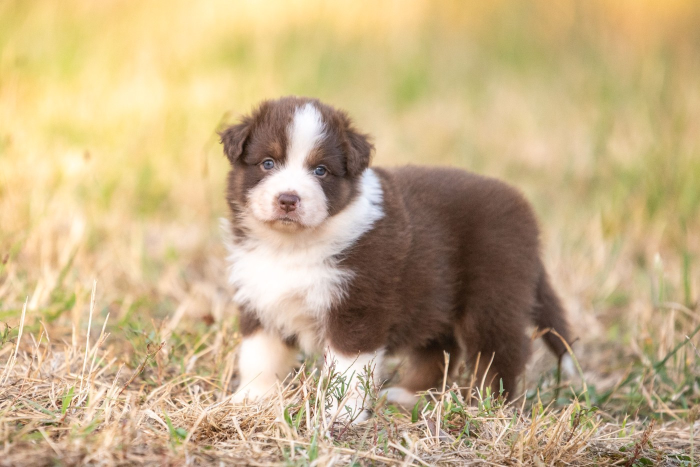 of go Fast Storm - Chiots disponibles - Berger Australien