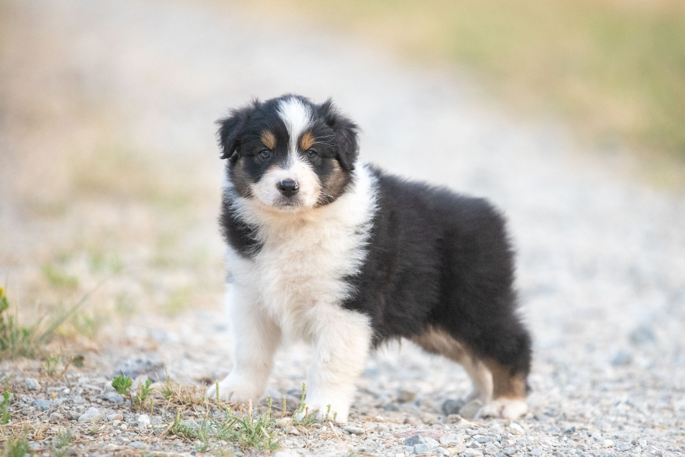 of go Fast Storm - Chiots disponibles - Berger Australien