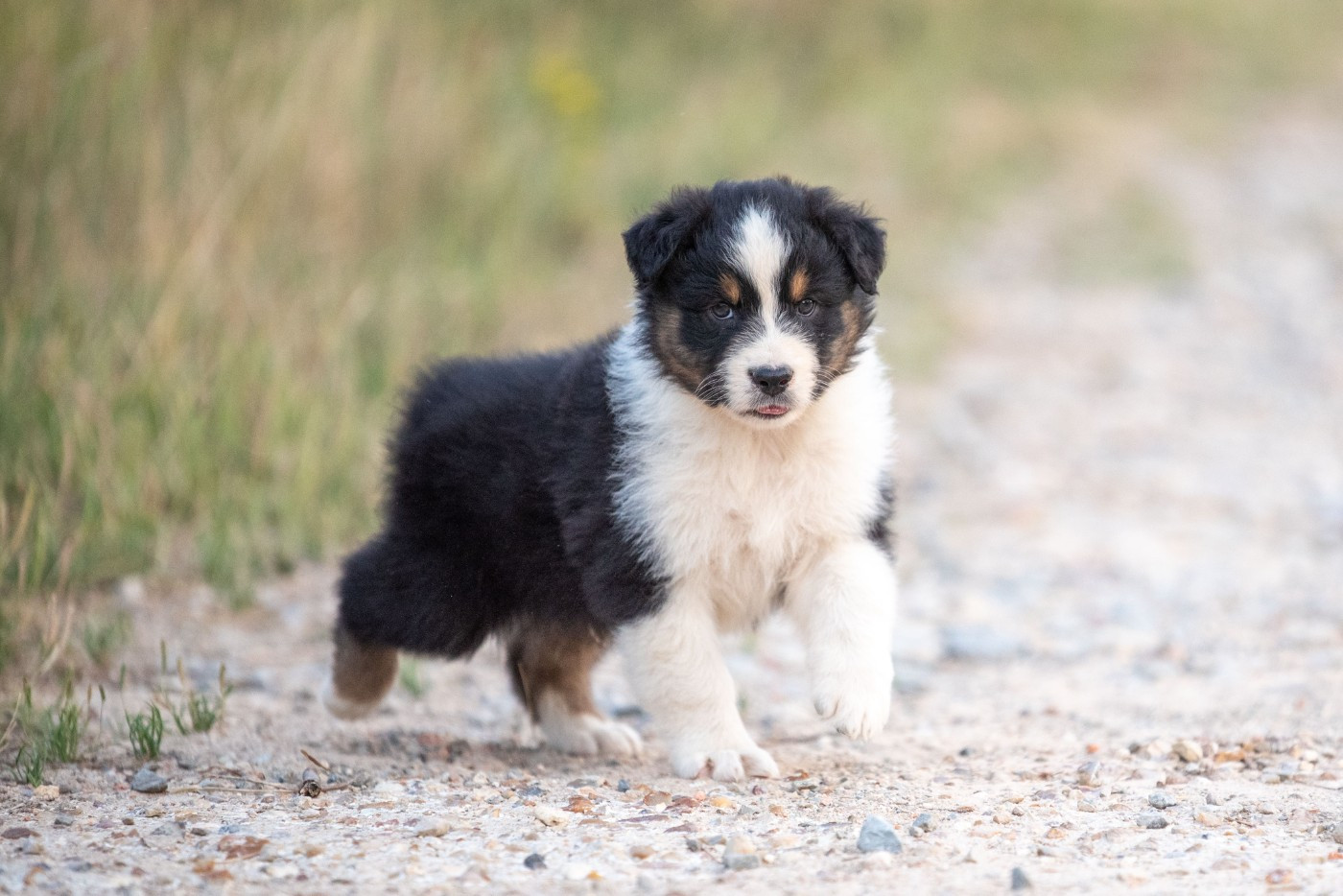 of go Fast Storm - Chiots disponibles - Berger Australien