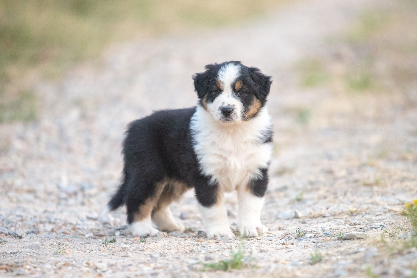 of go Fast Storm - Chiots disponibles - Berger Australien