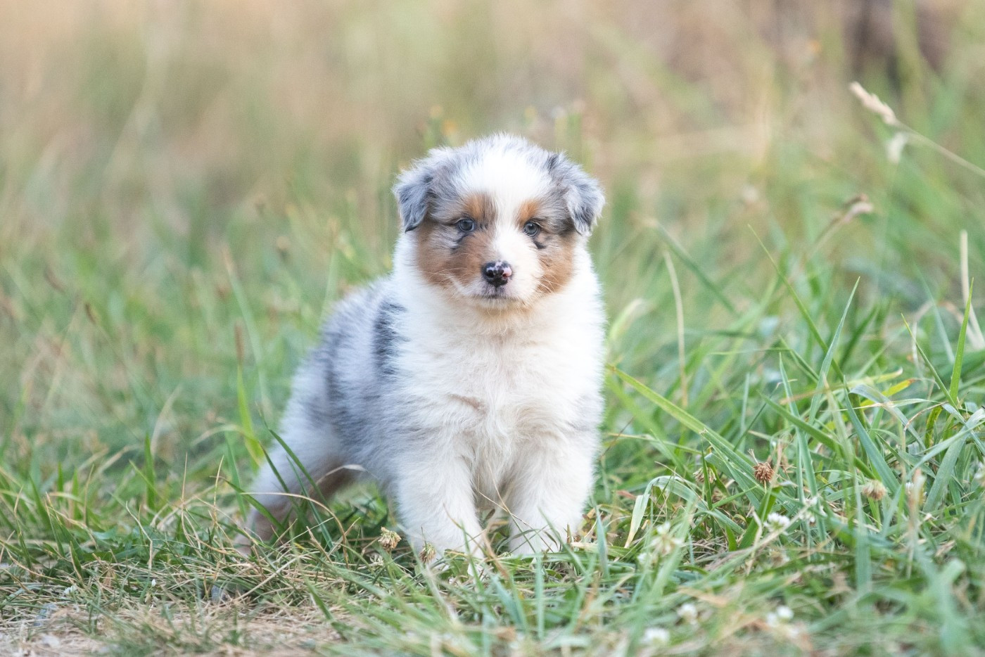 of go Fast Storm - Chiots disponibles - Berger Australien