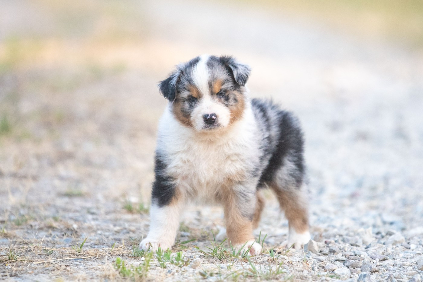 of go Fast Storm - Chiots disponibles - Berger Australien