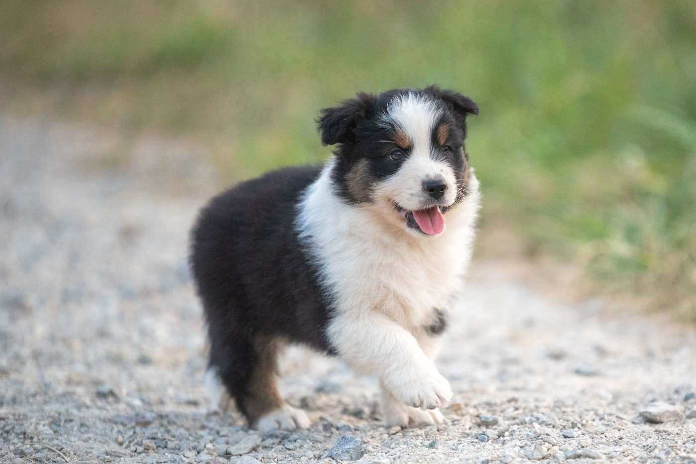 of go Fast Storm - Chiots disponibles - Berger Australien