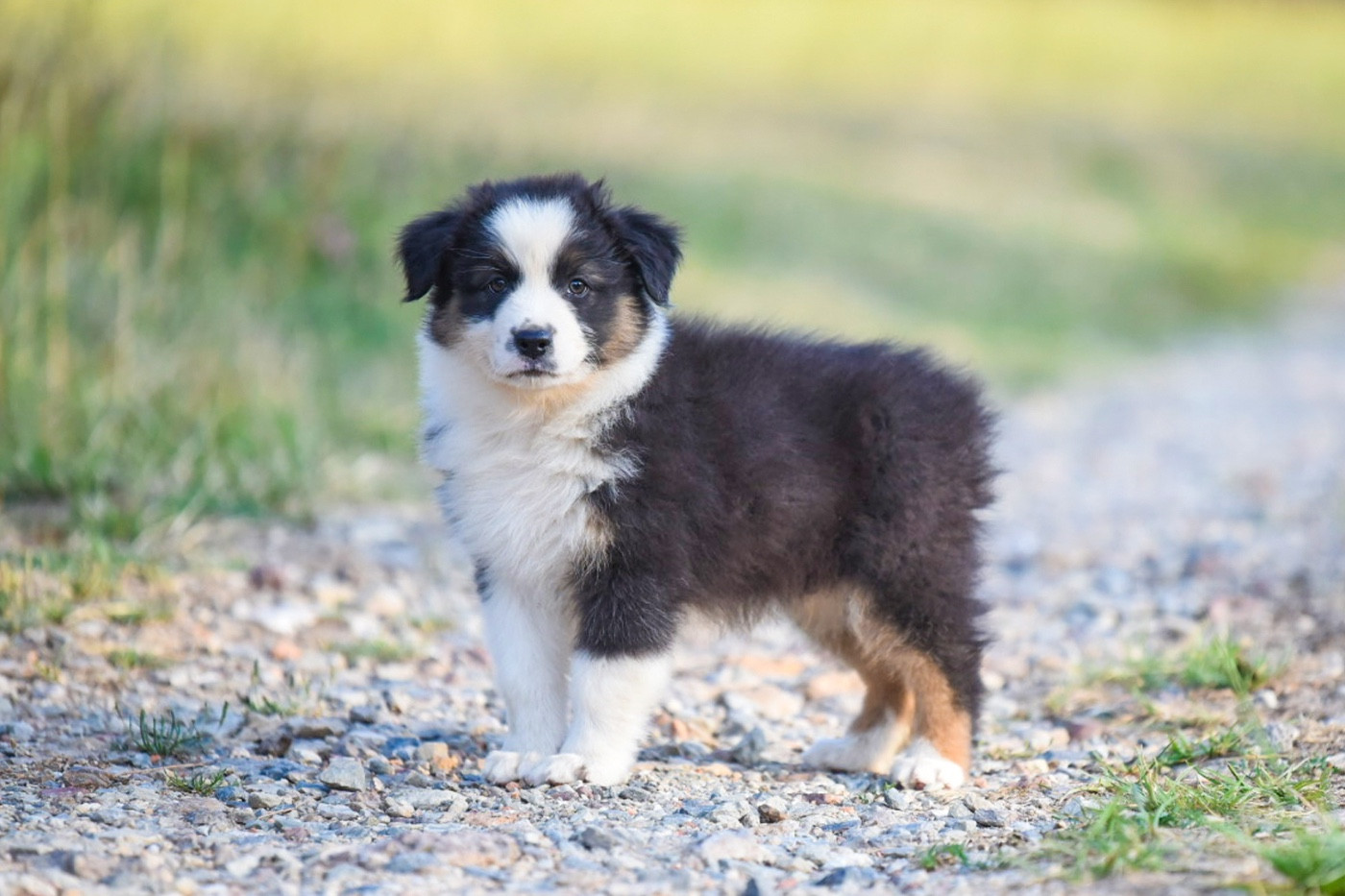 of go Fast Storm - Chiots disponibles - Berger Australien