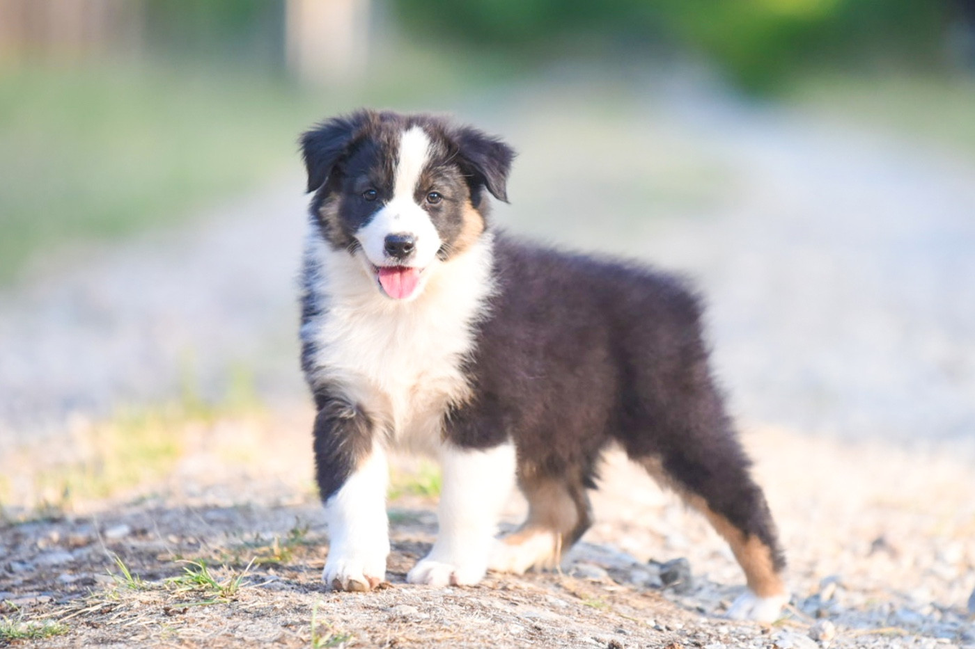 of go Fast Storm - Chiots disponibles - Berger Australien