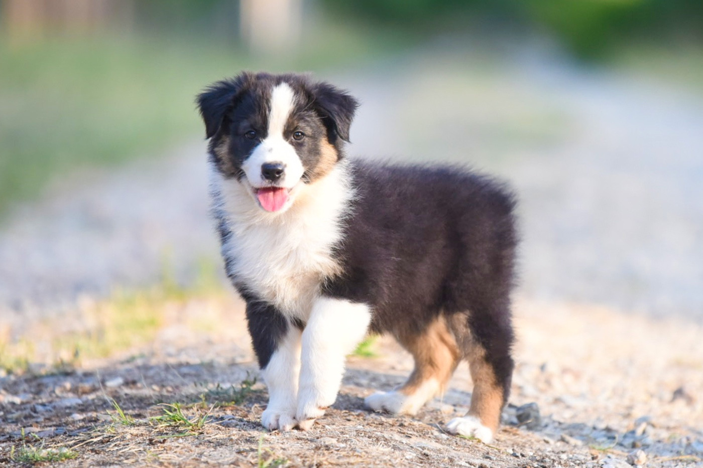 Chiot Berger Australien of go Fast Storm