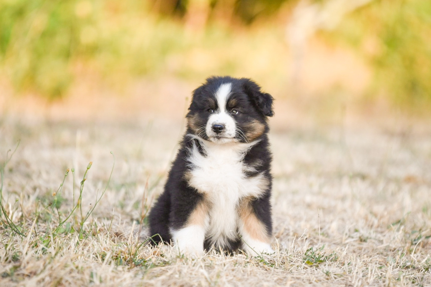 of go Fast Storm - Chiots disponibles - Berger Australien