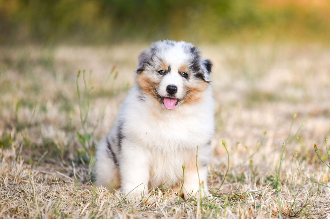 of go Fast Storm - Chiots disponibles - Berger Australien