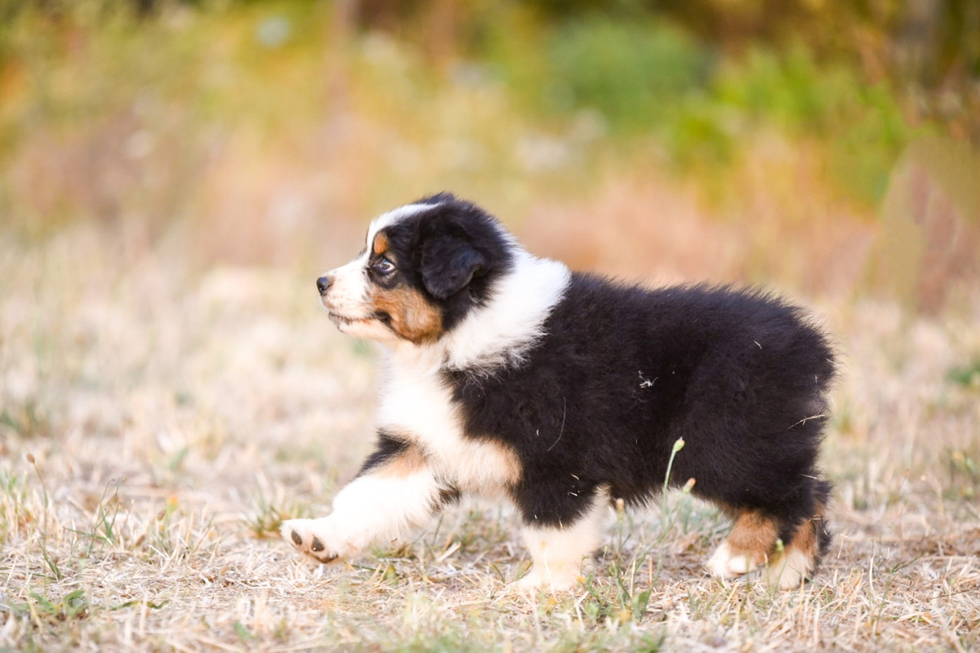 of go Fast Storm - Chiots disponibles - Berger Australien