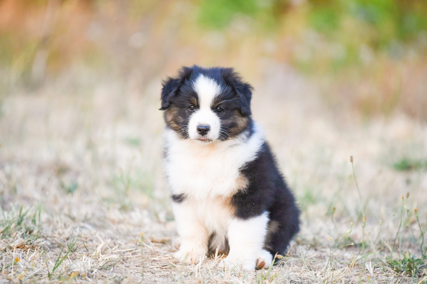 of go Fast Storm - Chiots disponibles - Berger Australien