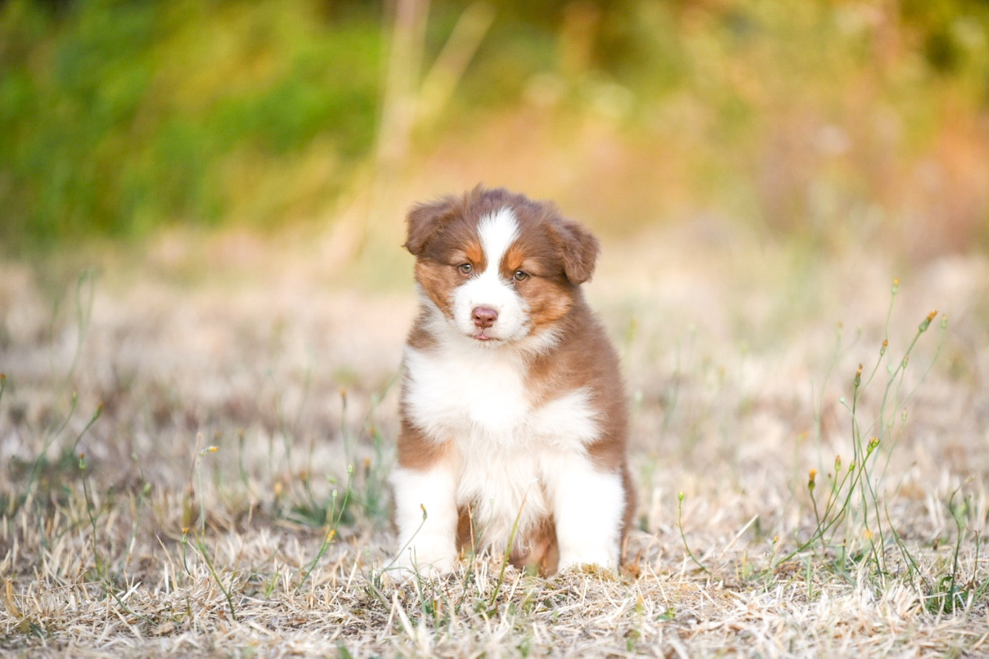 of go Fast Storm - Chiots disponibles - Berger Australien