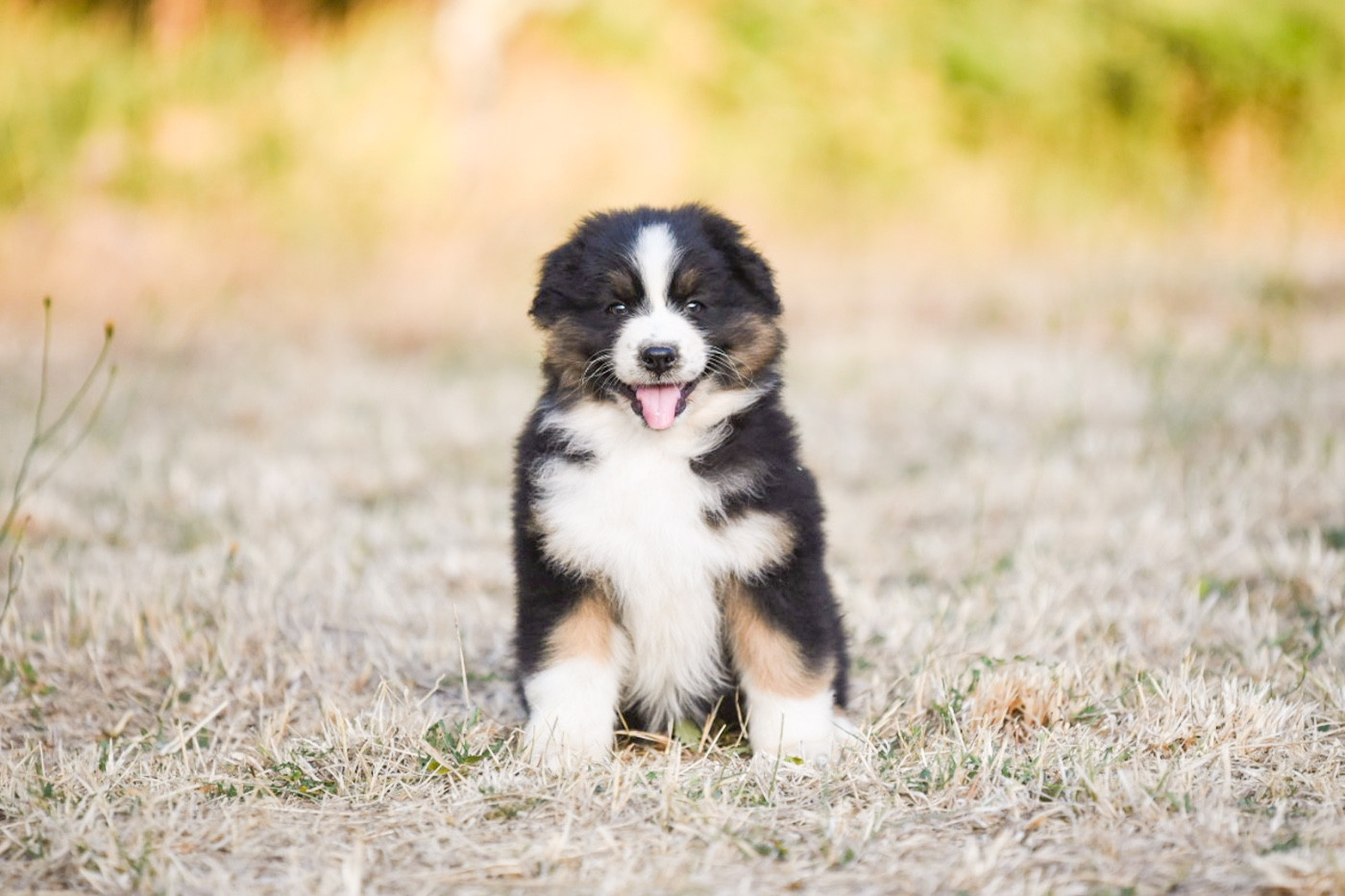 Chiot Berger Australien of go Fast Storm