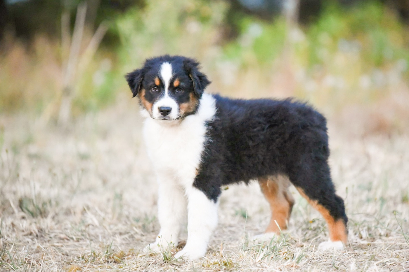 of go Fast Storm - Chiots disponibles - Berger Australien