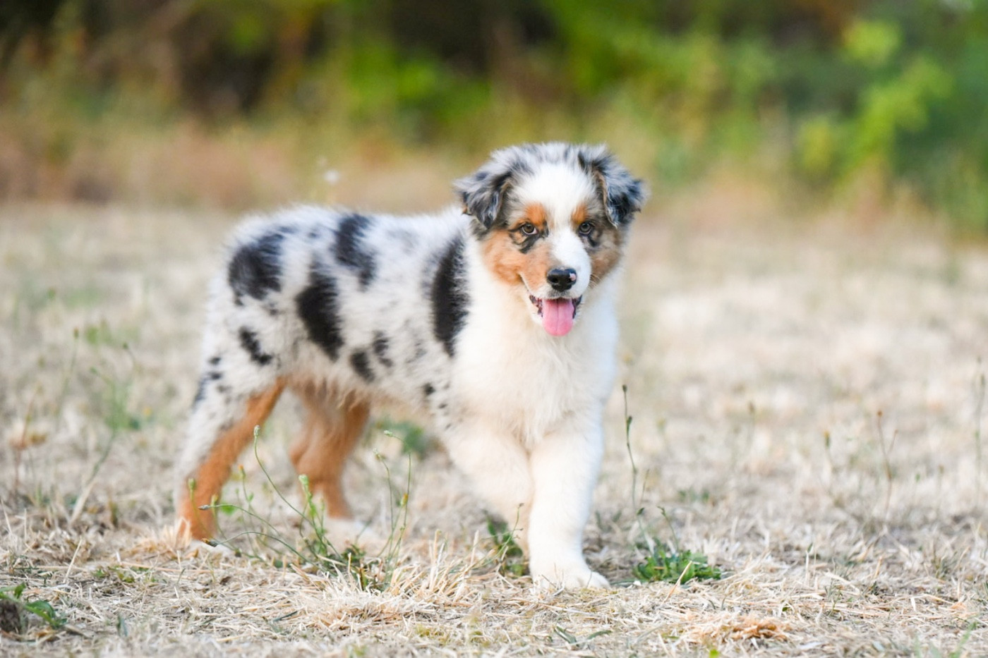 of go Fast Storm - Chiots disponibles - Berger Australien