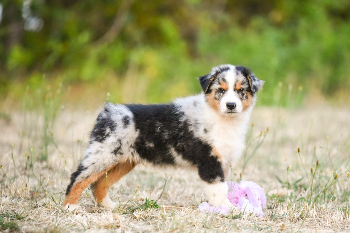 of go Fast Storm - Chiots disponibles - Berger Australien