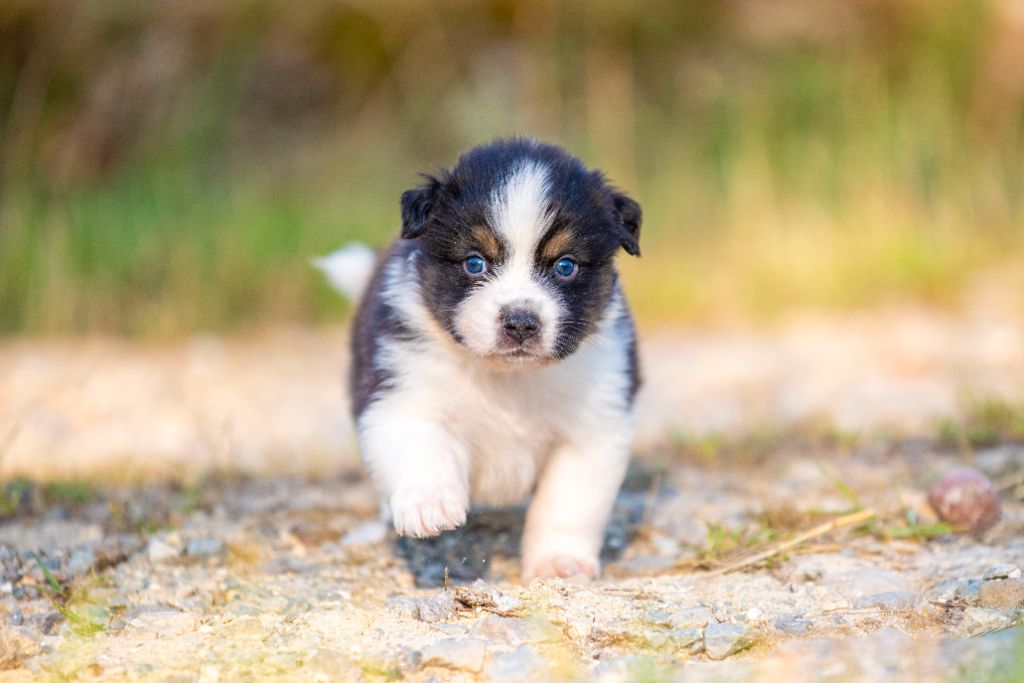 of go Fast Storm - Chiots disponibles - Berger Australien