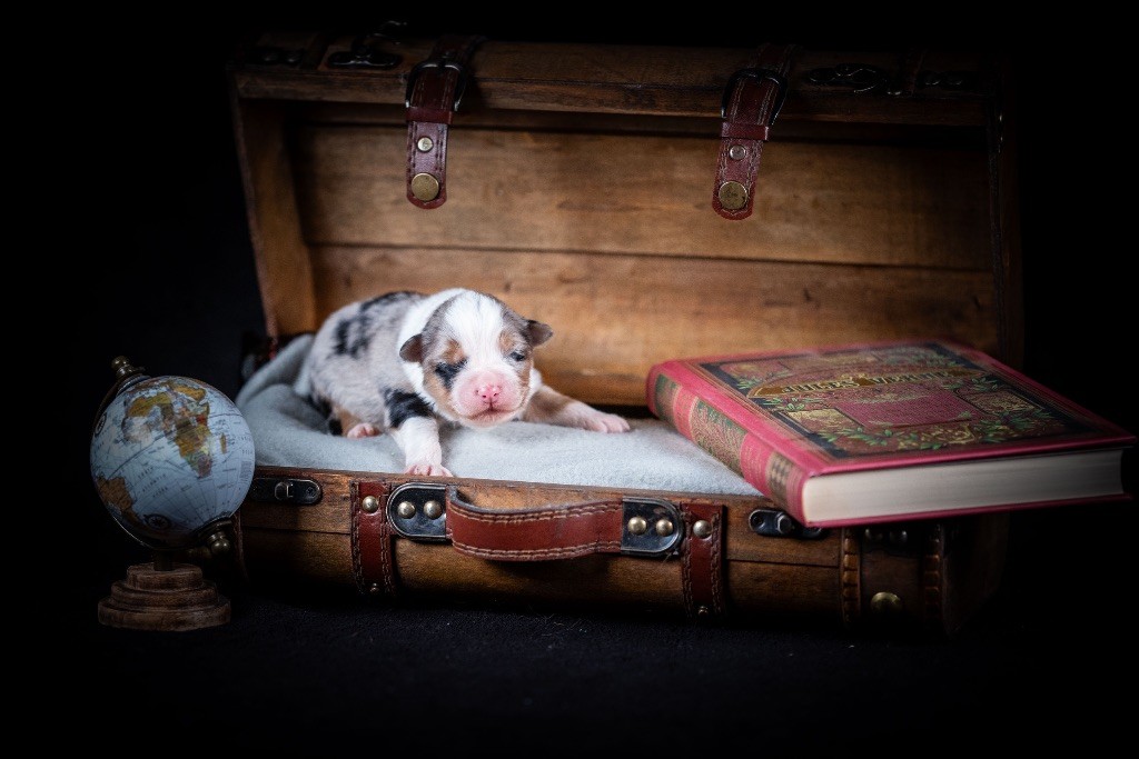 of go Fast Storm - Chiots disponibles - Berger Australien