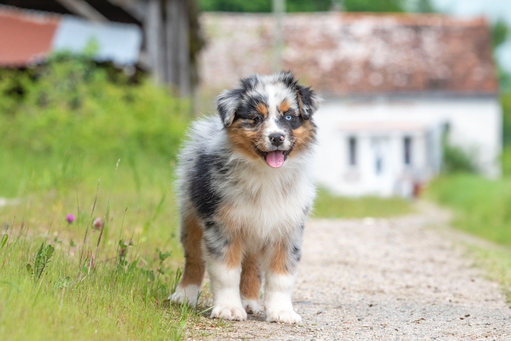 of go Fast Storm - Chiots disponibles - Berger Australien