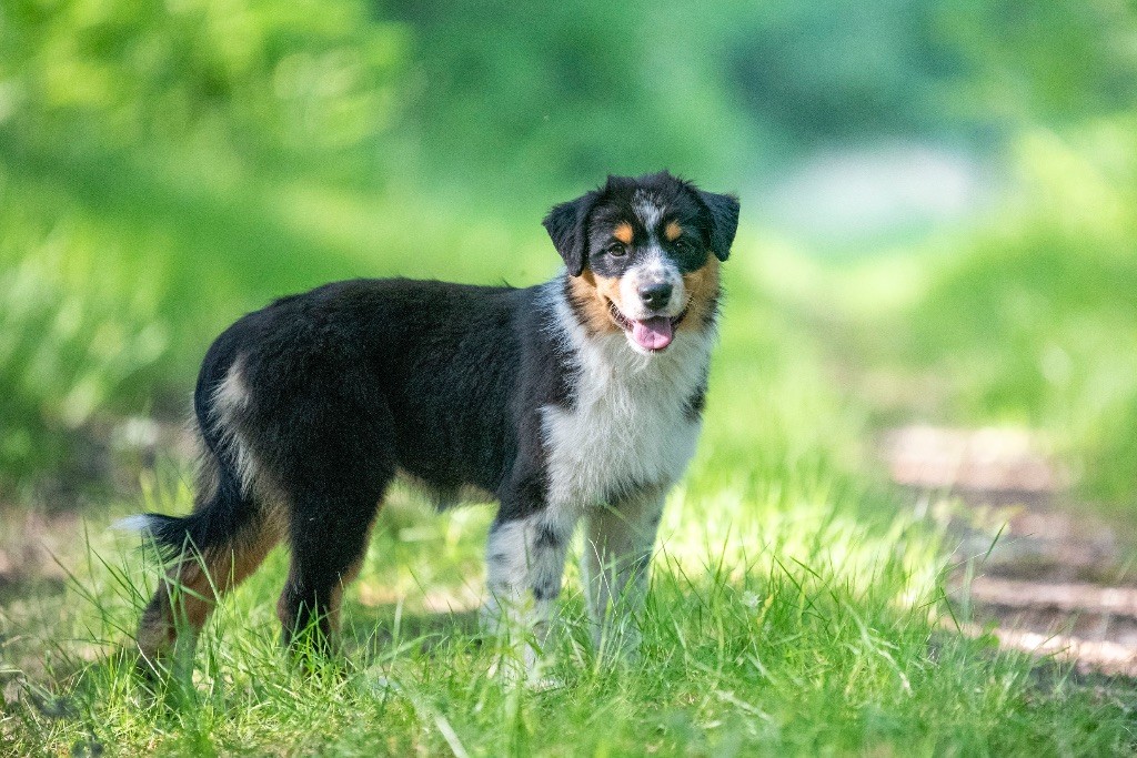 Chiot Berger Australien of go Fast Storm