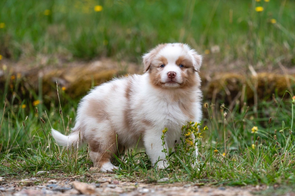 of go Fast Storm - Chiots disponibles - Berger Australien