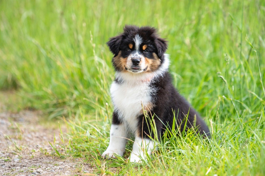 of go Fast Storm - Chiots disponibles - Berger Australien