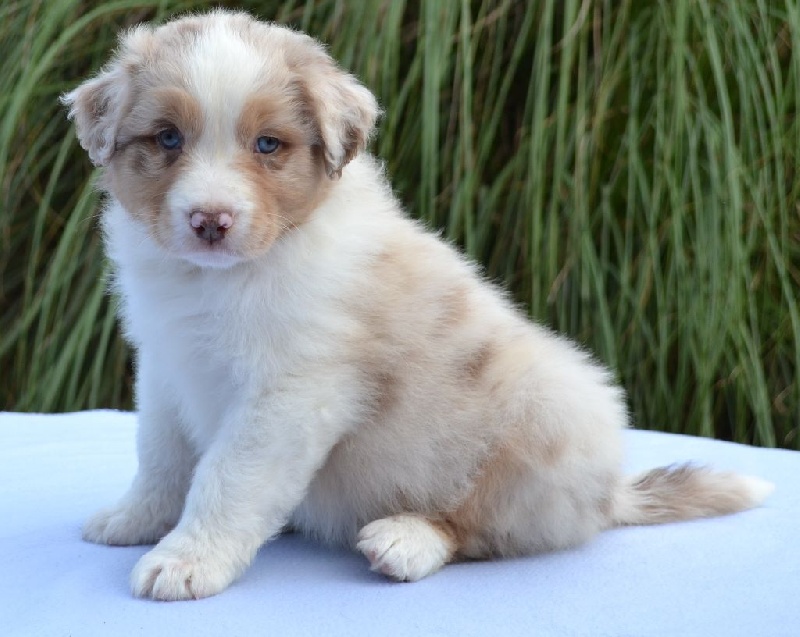 of go Fast Storm - Berger Australien - Portée née le 05/08/2016