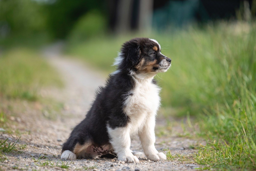 of go Fast Storm - Chiots disponibles - Berger Australien