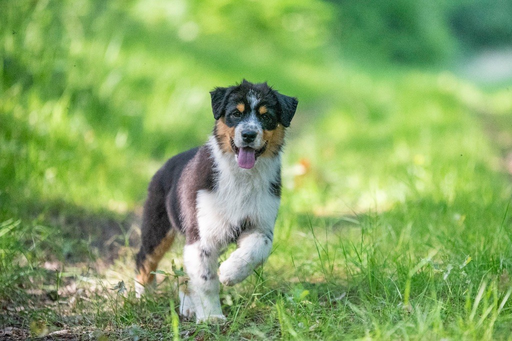 of go Fast Storm - Chiots disponibles - Berger Australien