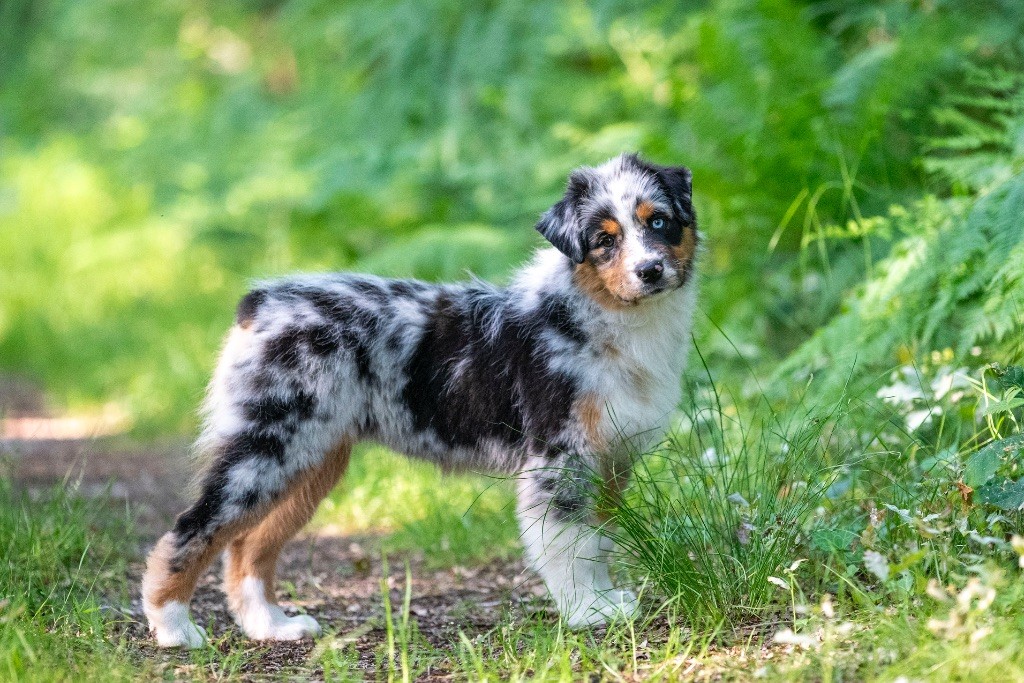 of go Fast Storm - Chiots disponibles - Berger Australien
