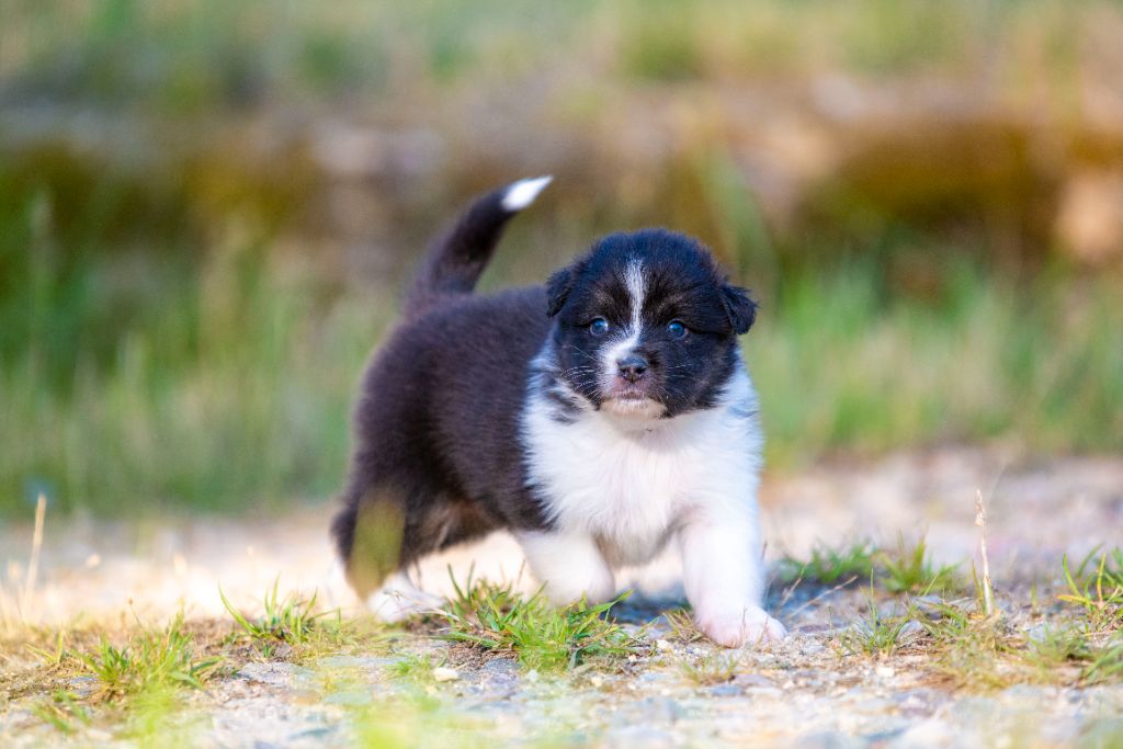 of go Fast Storm - Chiots disponibles - Berger Australien