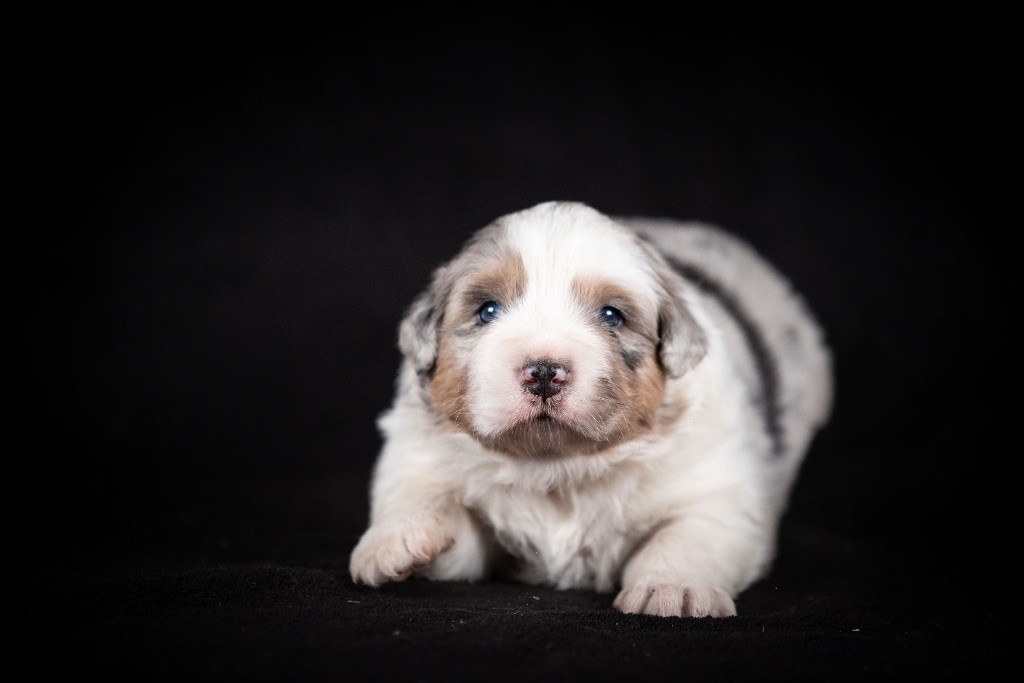of go Fast Storm - Chiots disponibles - Berger Australien