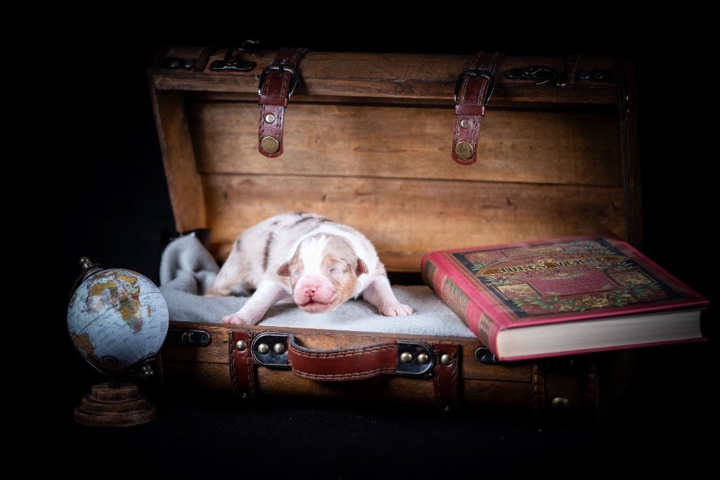 of go Fast Storm - Chiots disponibles - Berger Australien