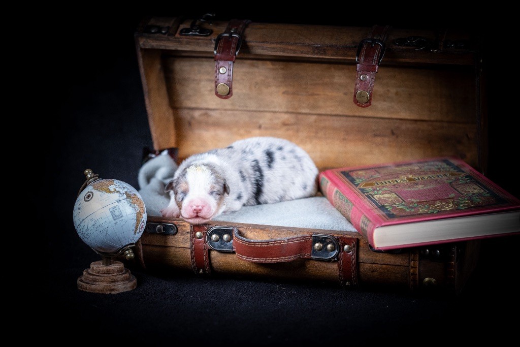 of go Fast Storm - Chiots disponibles - Berger Australien