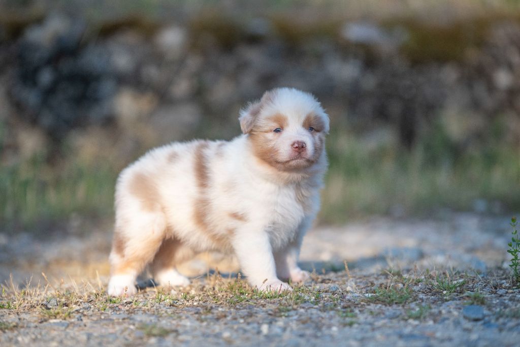 of go Fast Storm - Chiots disponibles - Berger Australien