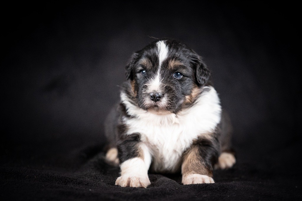 of go Fast Storm - Chiots disponibles - Berger Australien